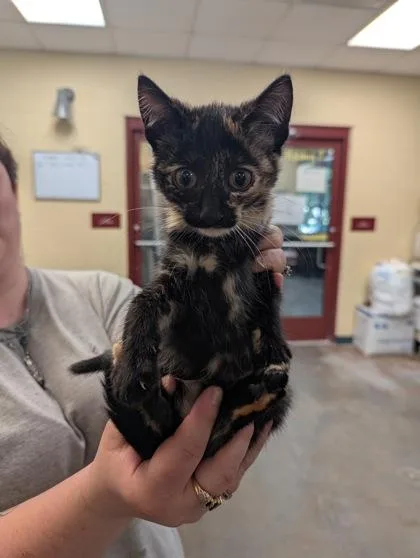 A baby small-sized female Domestic Short Hair cat named Pinkie Pie for adoption in Independence, MO