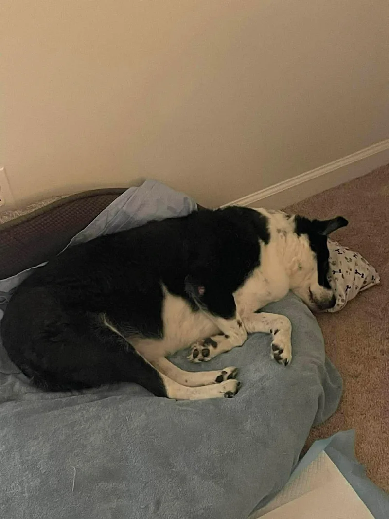 A senior medium-sized female Border Collie dog named Stilla for adoption in Stratham, NH