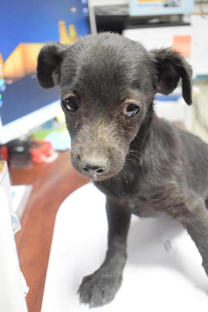 A baby small-sized male Chihuahua dog named Simba for adoption in Pahrump, NV