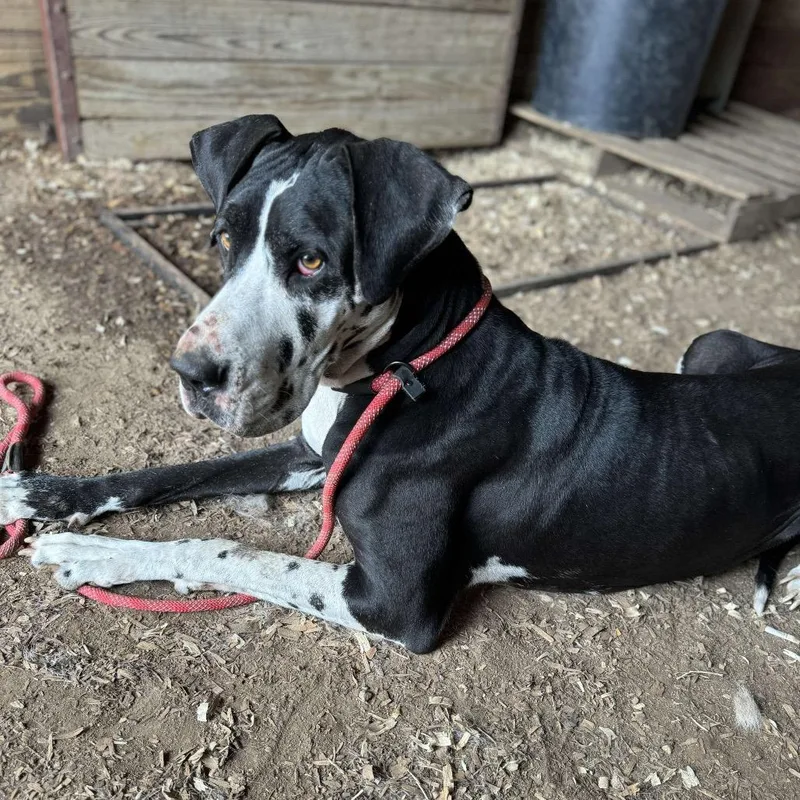 An adult extra large-sized female Black Great Dane dog named Cheyenne for adoption in Anahuac, TX
