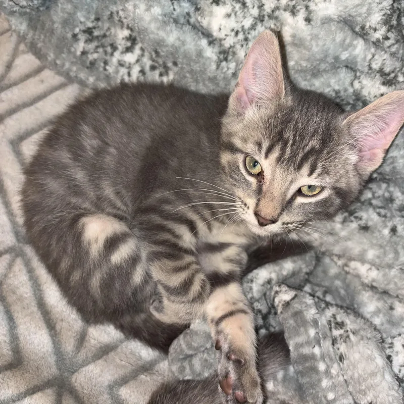 A baby medium-sized female Gray & White Domestic Short Hair cat named Star for adoption in Valparaiso, IN