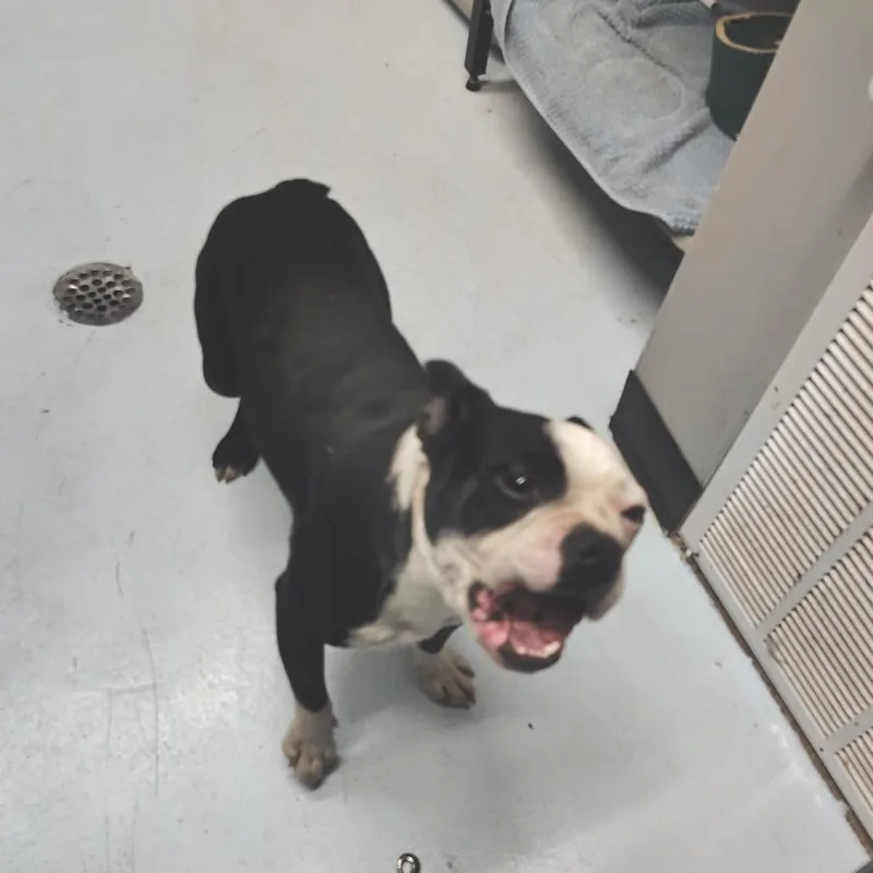 An adult small-sized female Black Boston Terrier dog named Csasstray for adoption in Springtown, TX