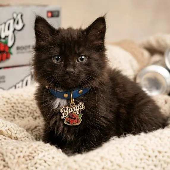 A baby small-sized male Black Domestic Short Hair cat named Barq for adoption in Hannibal, MO