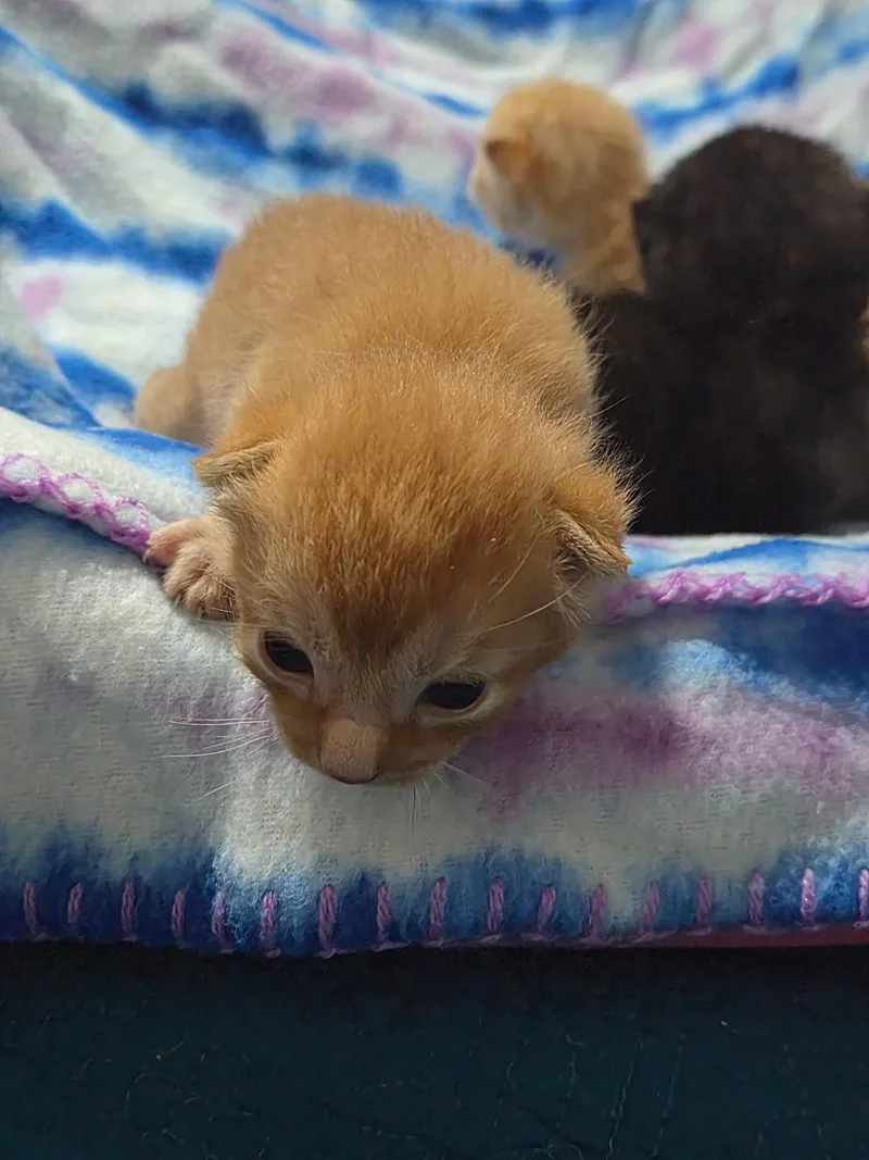 A baby medium-sized male Orange & White American Shorthair cat named Curly for adoption in Tampa, FL