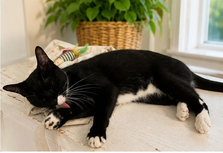 A young medium-sized female Black & White / Tuxedo American Shorthair cat named Katy for adoption in Westwood, NJ