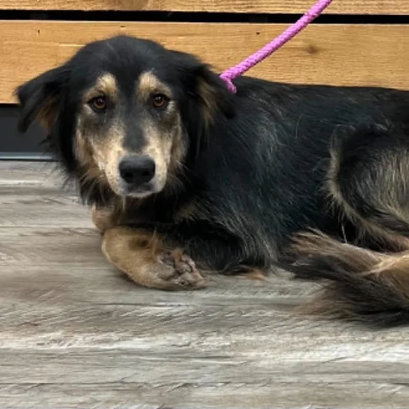 An adult medium-sized female Black Shepherd dog named Harley for adoption in Mount Pleasant, TX