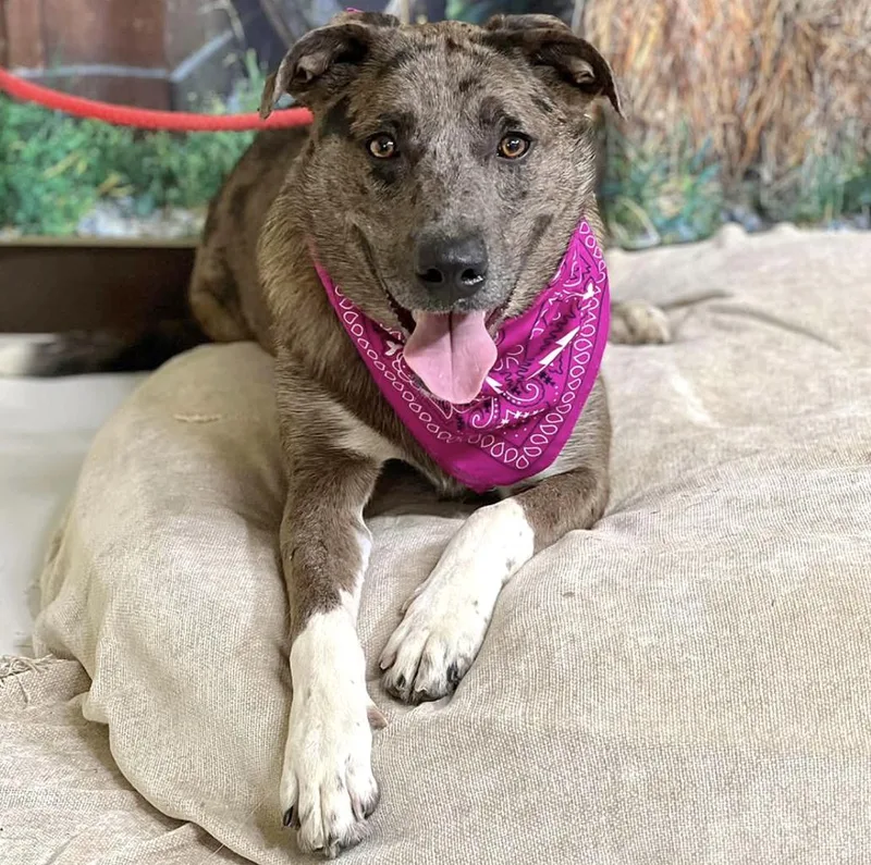 A young large-sized male Mixed Breed dog named Cash for adoption in Longview, TX