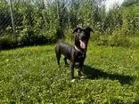 An adult small-sized female Black Dachshund dog named Trixie for adoption in Potsdam, NY