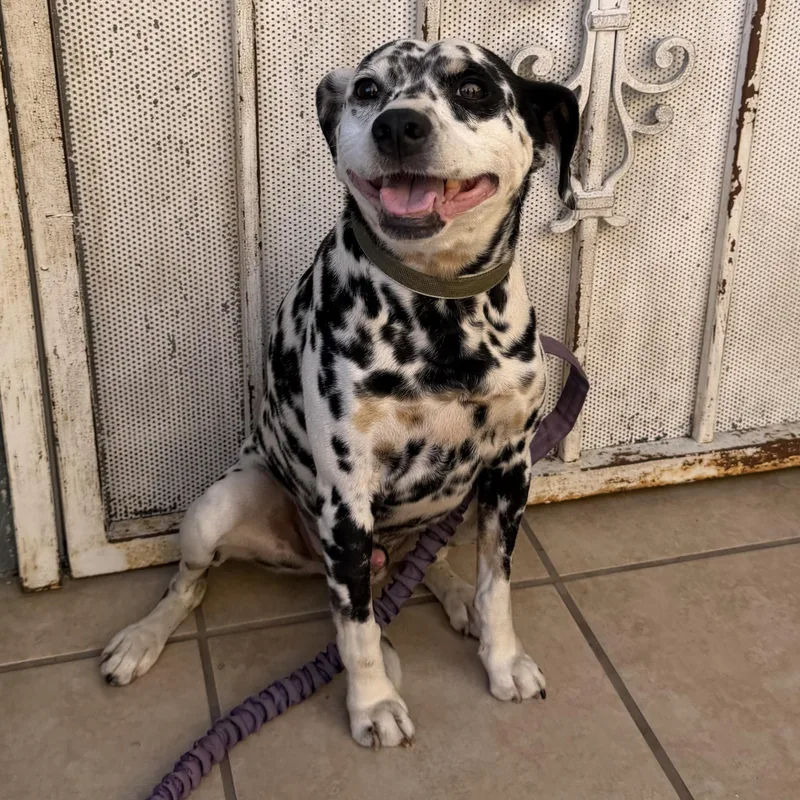 An adult medium-sized male Dalmatian dog named Petey for adoption in Whittier, CA