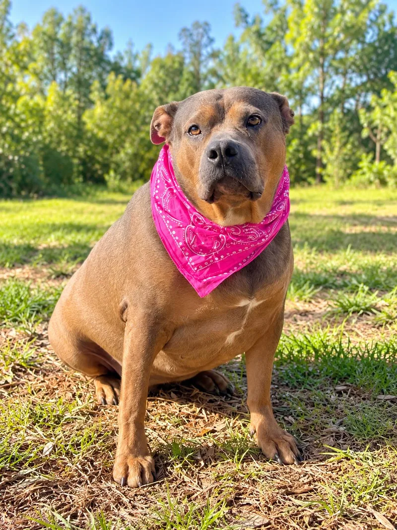 An adult large-sized female American Bully dog named Iris for adoption in Nahunta, GA