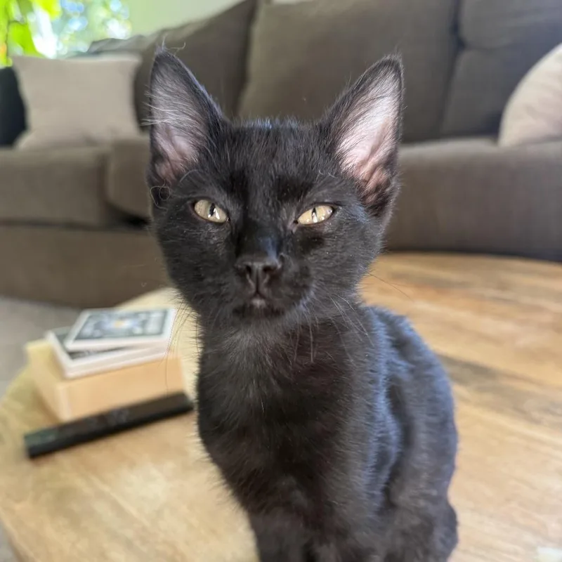 A baby small-sized male Black Domestic Short Hair cat named Benjamin Button for adoption in Colorado Springs, CO