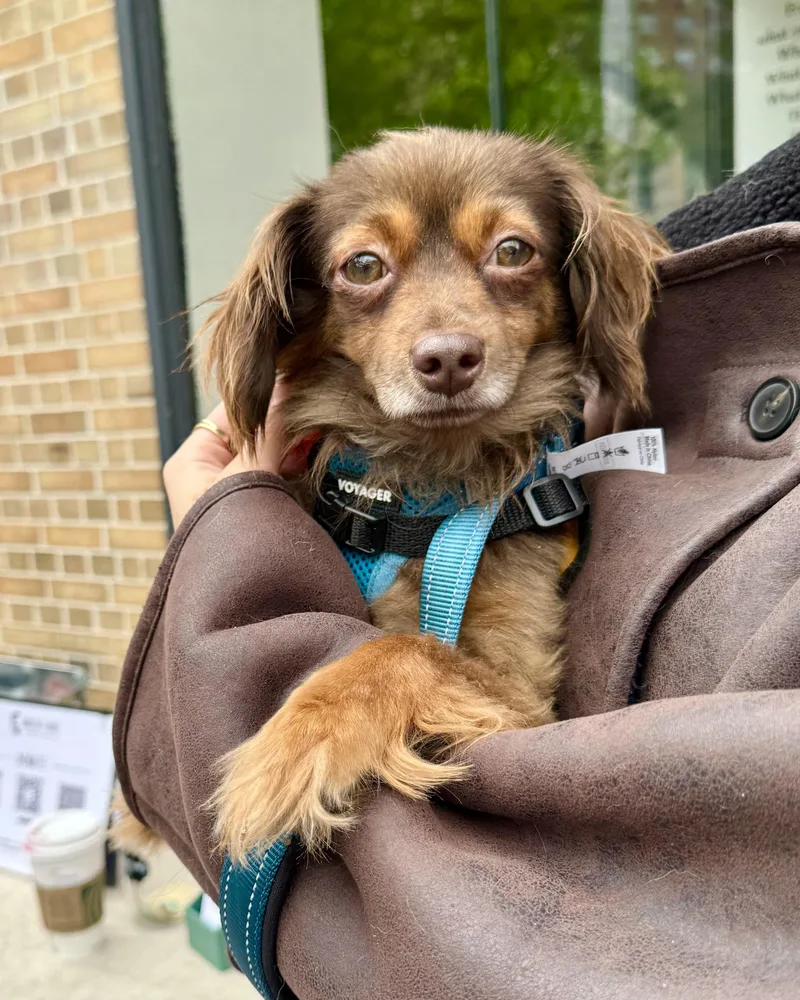 A young small-sized male Brown / Chocolate Chihuahua dog named Remote Sandbar for adoption in New York, NY