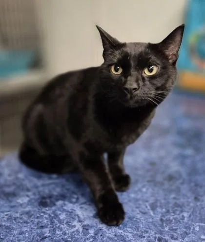 An adult large-sized male Black Domestic Short Hair cat named Parker for adoption in Butte, MT