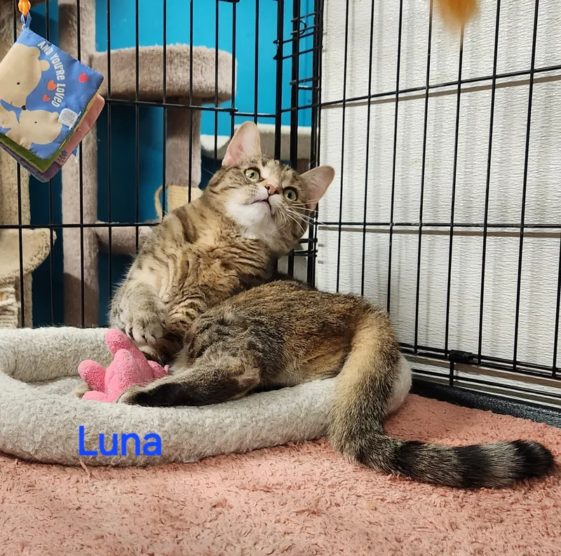 Luna thumbnail 2