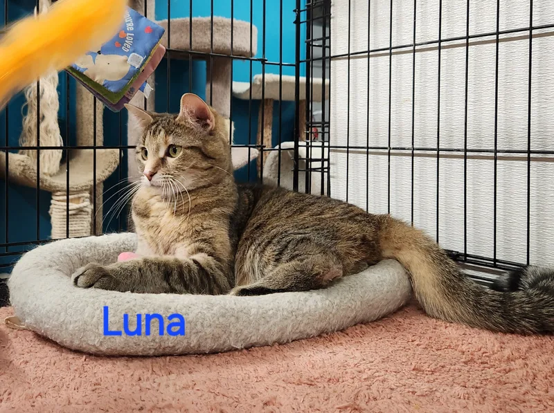 Luna thumbnail 3
