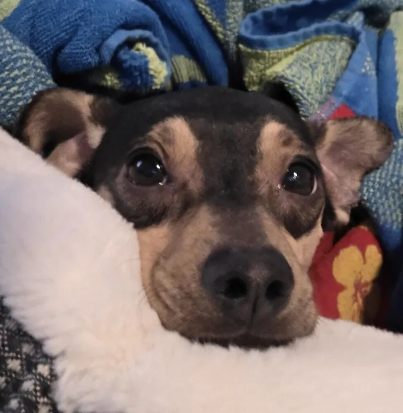 Joey thumbnail 2