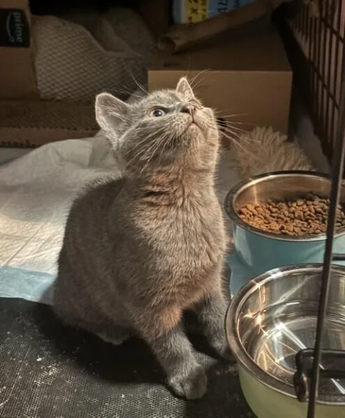 A baby small-sized female Domestic Short Hair cat named Sari RM for adoption in Greenville, SC