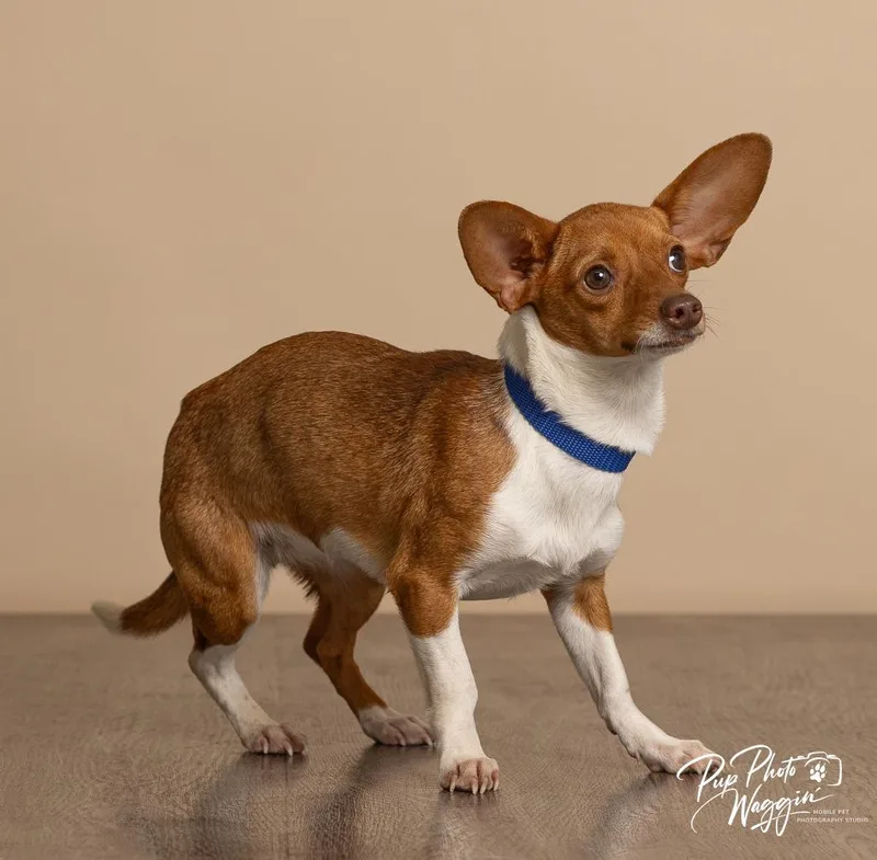 A young small-sized female Chihuahua dog named Sriracha for adoption in Claremore, OK