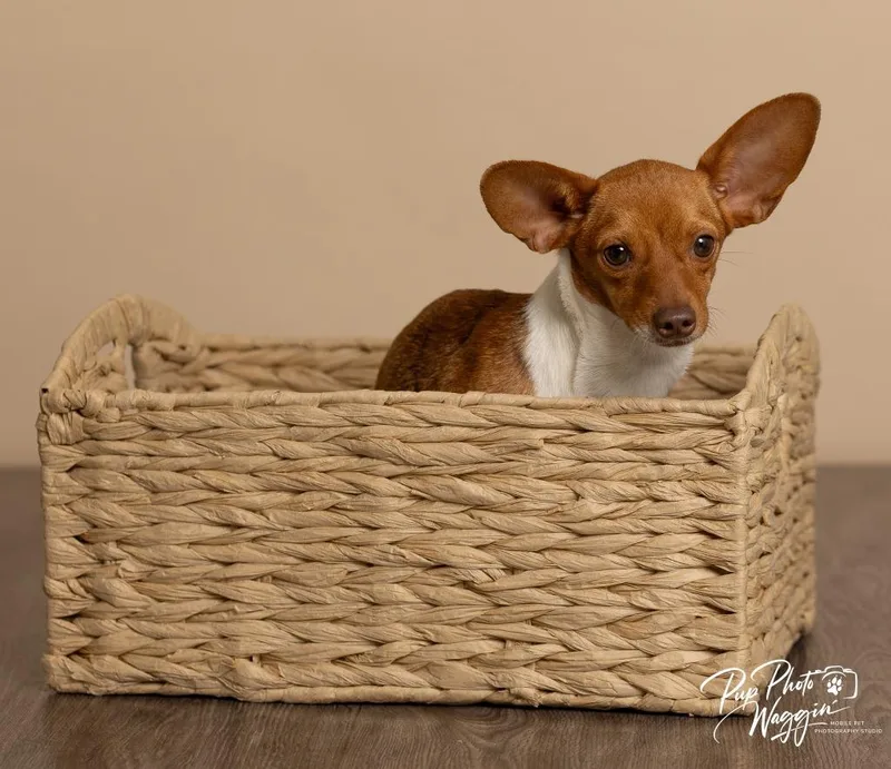 Sriracha thumbnail 2