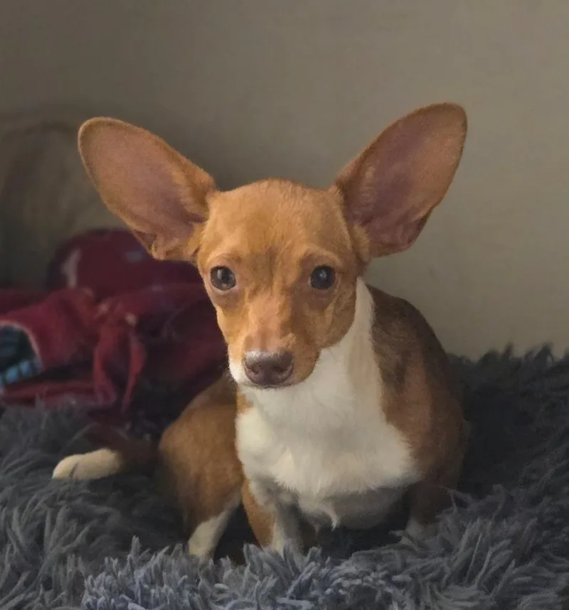 Sriracha thumbnail 3