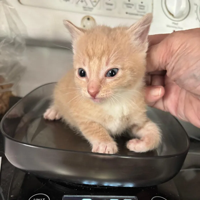 A baby small-sized male Buff / Tan / Fawn Domestic Short Hair cat named Captain Bacardi GHA_ for adoption in Columbia, MO
