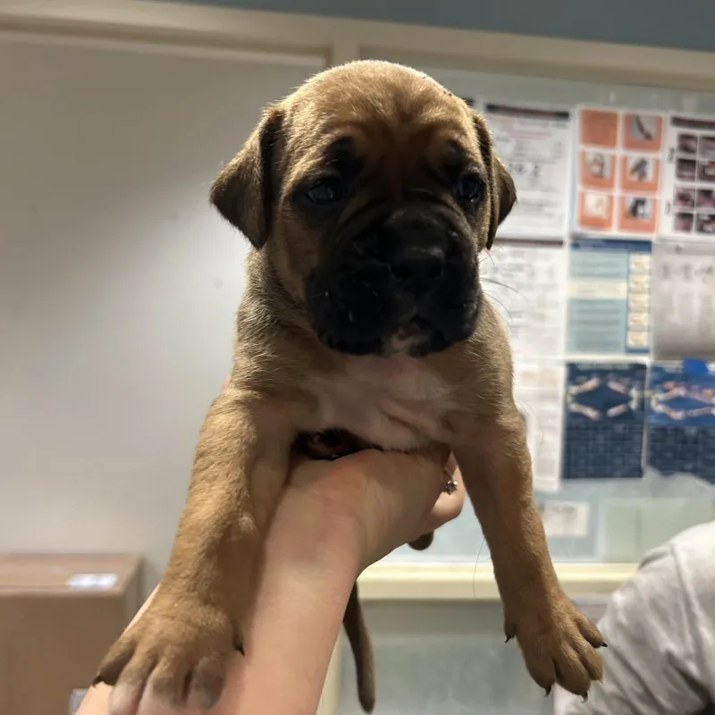 A baby small-sized female Brown / Chocolate Mixed Breed dog named Redwood for adoption in Chattanooga, TN