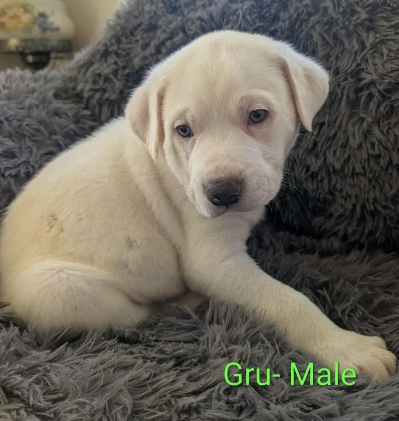 A baby large-sized male White / Cream Great Pyrenees dog named Gru for adoption in Cheektowaga, NY