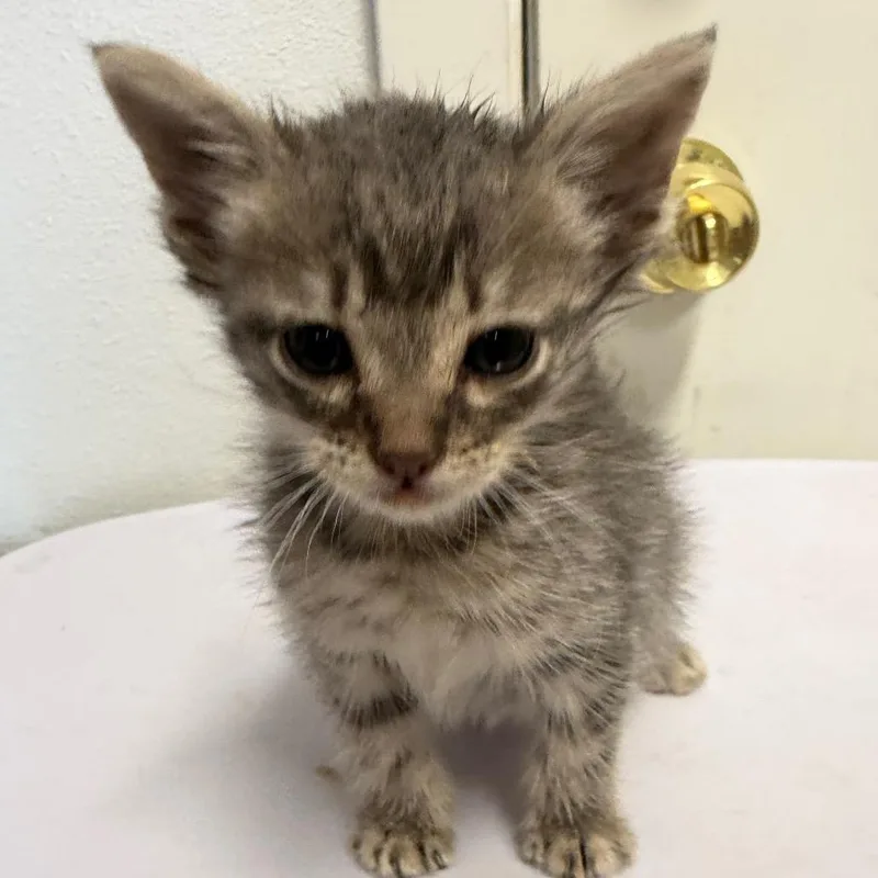 A baby small-sized male Gray / Blue / Silver Domestic Short Hair cat named Blake for adoption in Floresville, TX