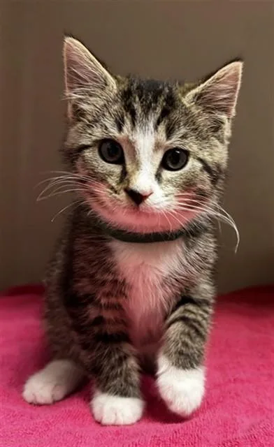 A baby small-sized male Domestic Short Hair cat named Banana Pudding for adoption in Statesville, NC