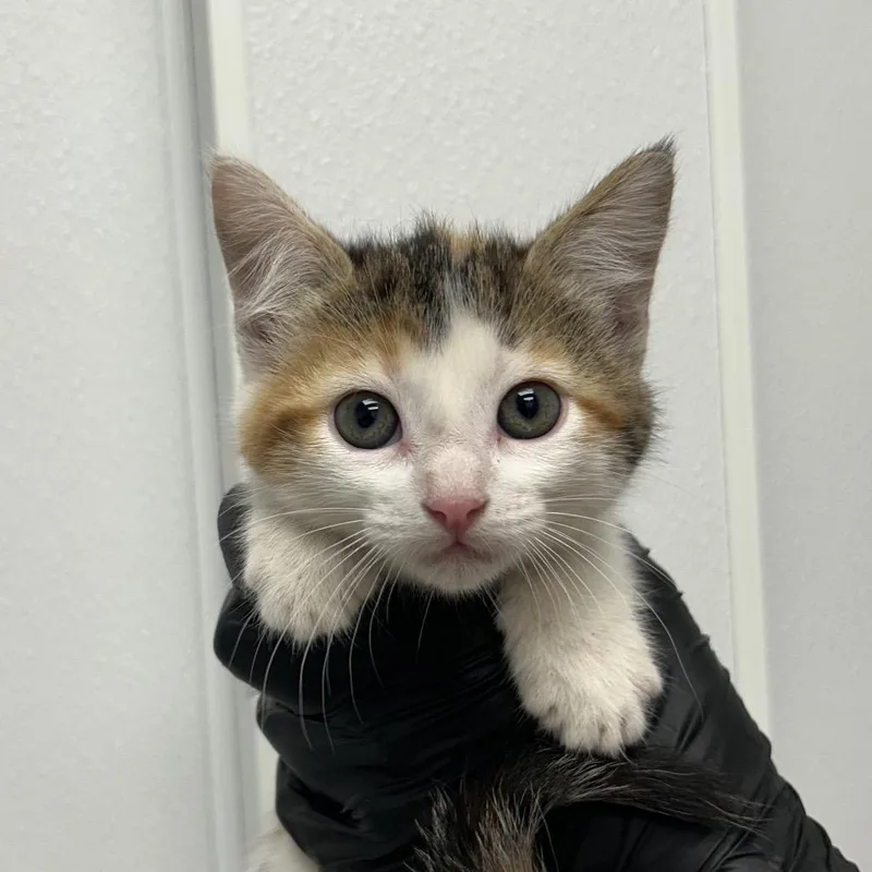 A baby small-sized female Calico Domestic Short Hair cat named Phoon for adoption in Abilene, TX