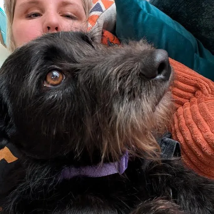 An adult small-sized female Black Schnauzer dog named Prissy for adoption in Madison, WI