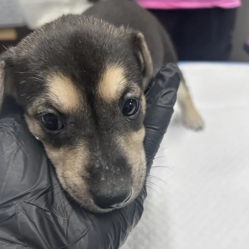 A baby small-sized female Black Mixed Breed dog named Sandy Cheeks for adoption in Summerville, SC