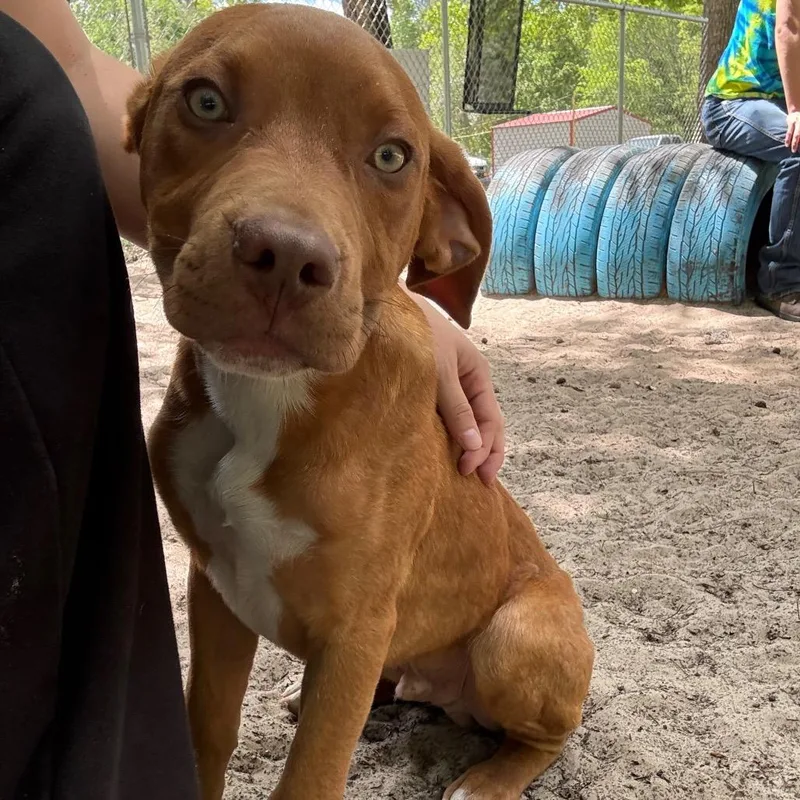 A baby medium-sized male Red / Chestnut / Orange Mixed Breed dog named Coldplay for adoption in Middleburg, FL