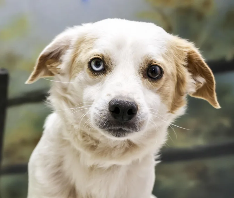 A young medium-sized male White / Cream Mixed Breed dog named Tommy for adoption in Casa Grande, AZ