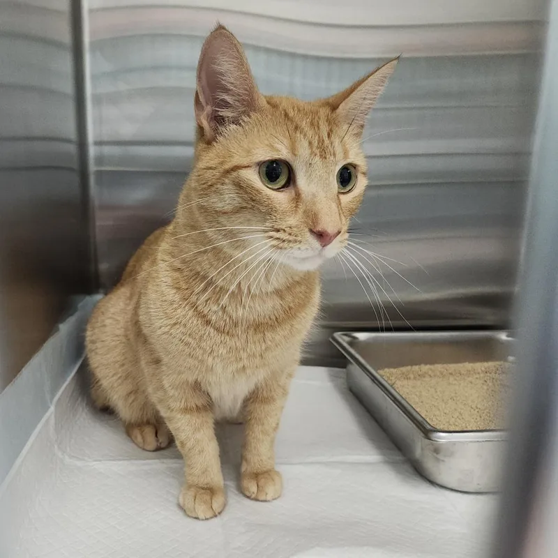 An adult medium-sized female Orange / Red Domestic Short Hair cat named Sunny for adoption in Clearwater, FL