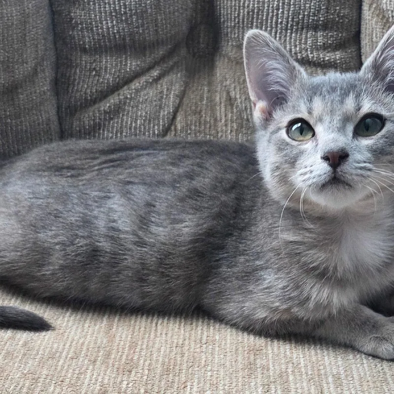 A baby small-sized male Gray / Blue / Silver Domestic Short Hair cat named Stardust for adoption in Kansas City, MO