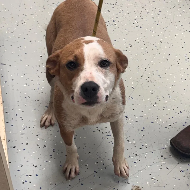 A young medium-sized female Red / Chestnut / Orange Cattle Dog dog named Trixie for adoption in Marion, VA