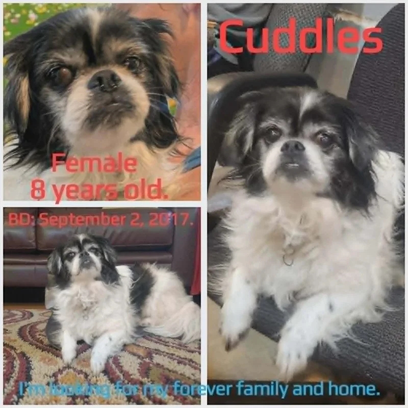 A senior small-sized female White / Cream Pekingese dog named Cuddles for adoption in Boaz, AL