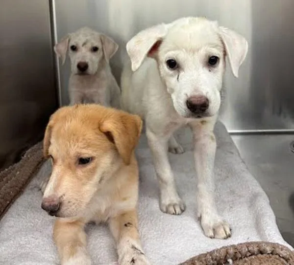A baby small-sized female Mixed Breed dog named Willow for adoption in Austin, TX