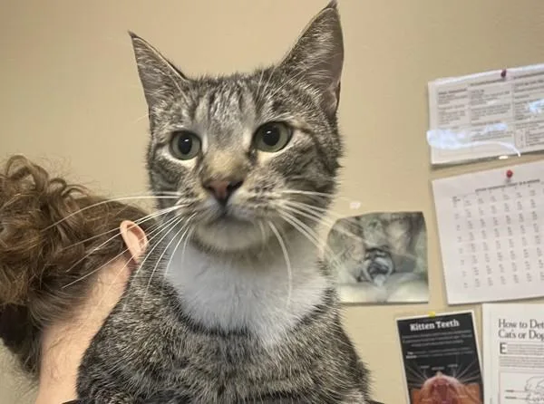 An adult small-sized male Domestic Short Hair cat named Watson for adoption in Oceanside, CA