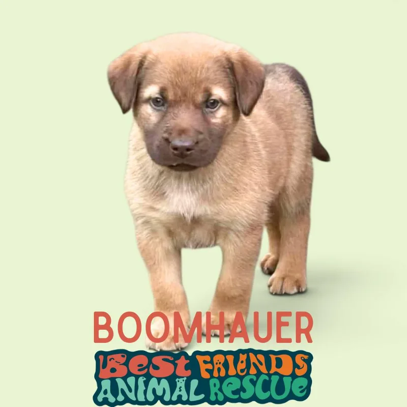 Boomhauer