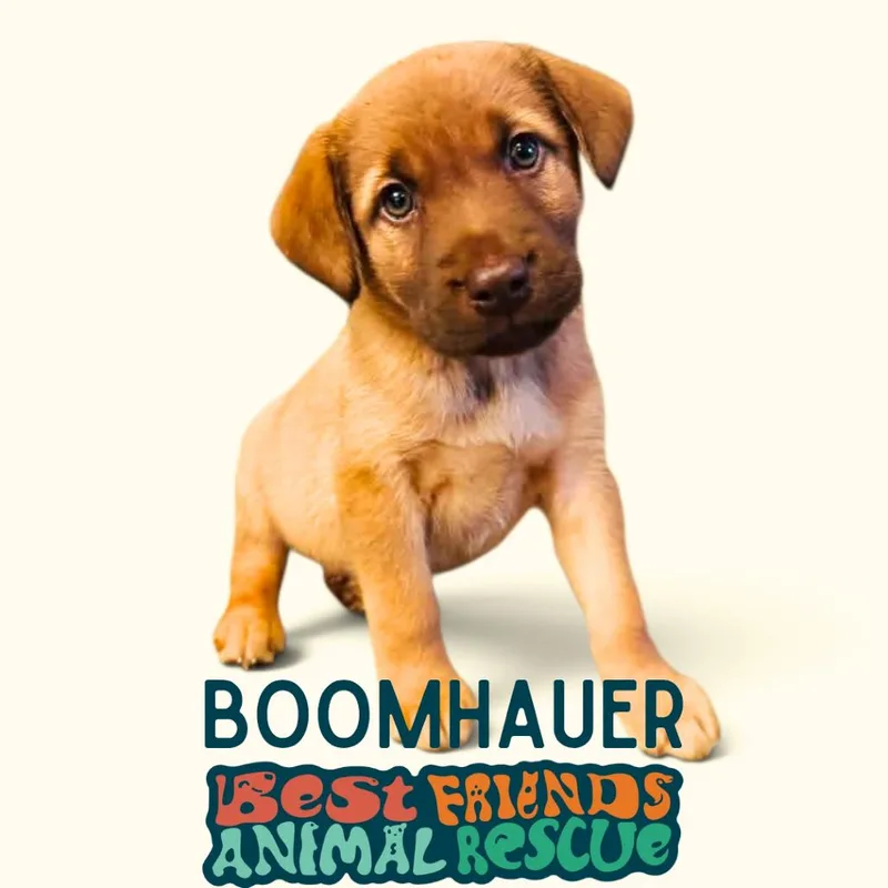 Boomhauer thumbnail 2