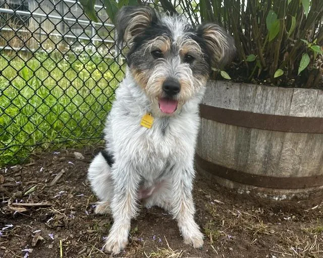 A baby medium-sized female Terrier dog named Mila for adoption in Santa Cruz, CA