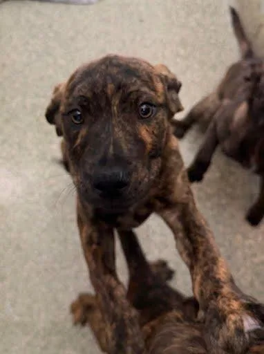 A baby medium-sized male Labrador Retriever dog named Sol for adoption in Washington, DC