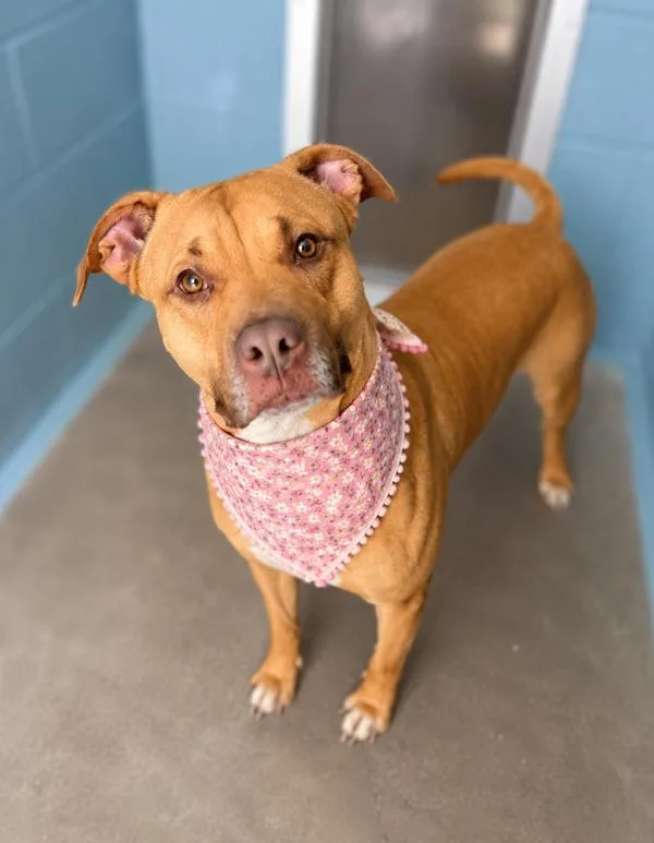An adult large-sized female Labrador Retriever dog named Joanie for adoption in Lafayette, LA