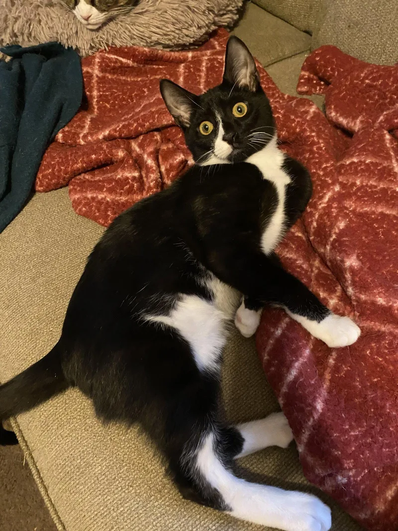 A baby medium-sized male Black & White / Tuxedo Domestic Short Hair cat named Dylan  Willow Grove for adoption in Greenville, DE