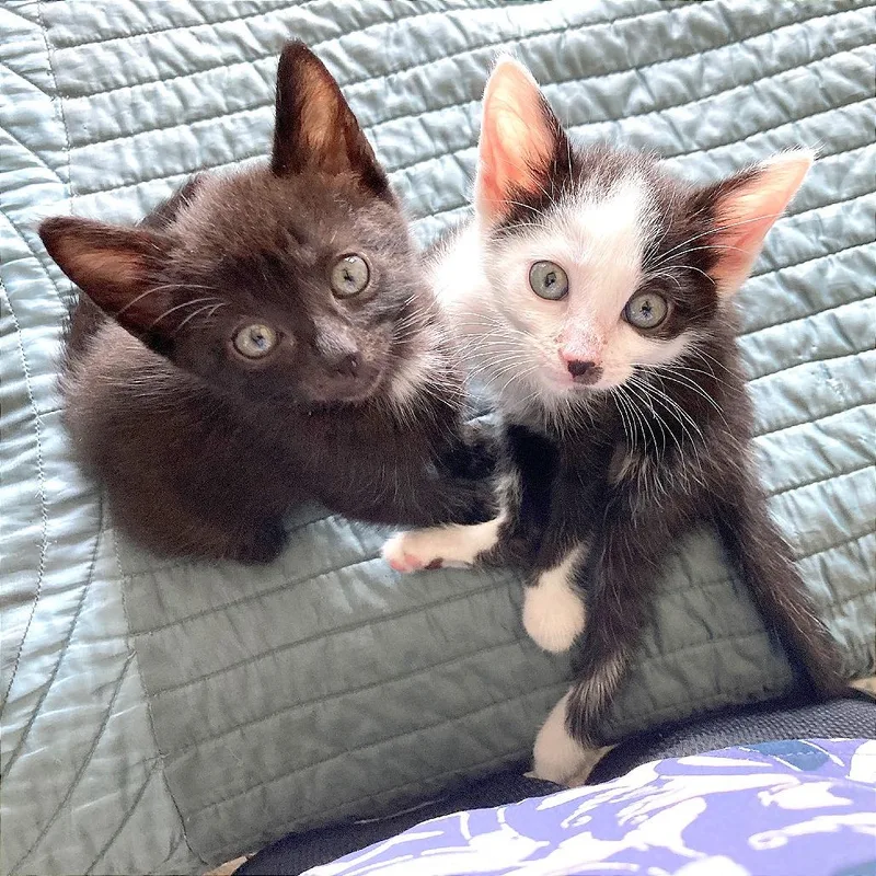 A baby small-sized male Black Domestic Short Hair cat named Edward for adoption in Hendersonville, NC