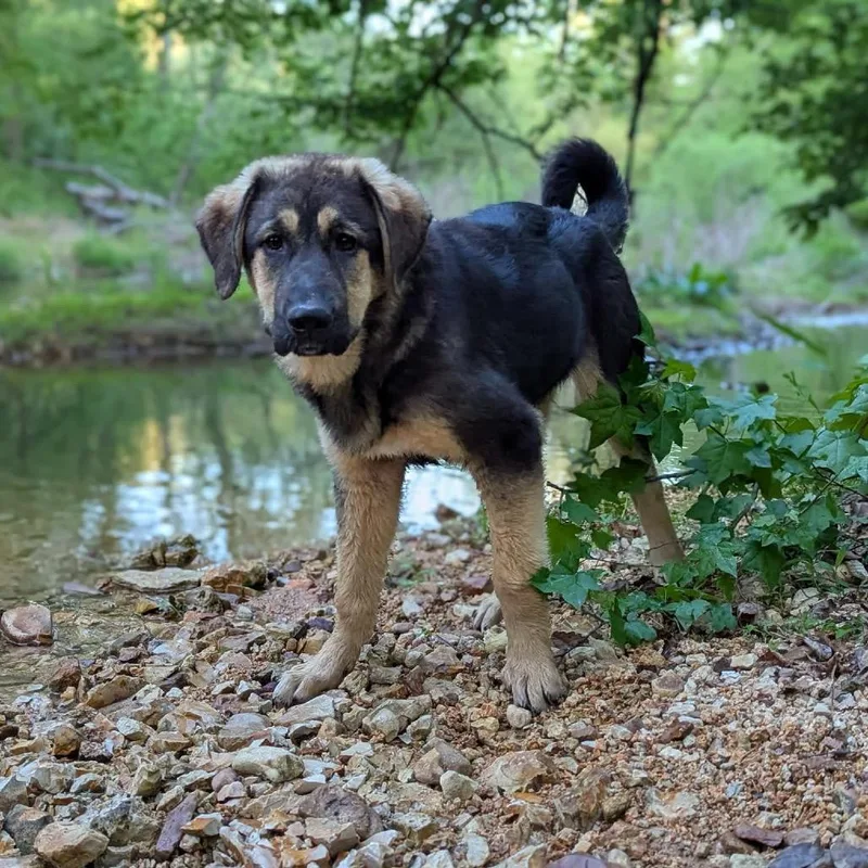 A young small-sized female Black Tibetan Mastiff dog named Pringle for adoption in Duck River, TN