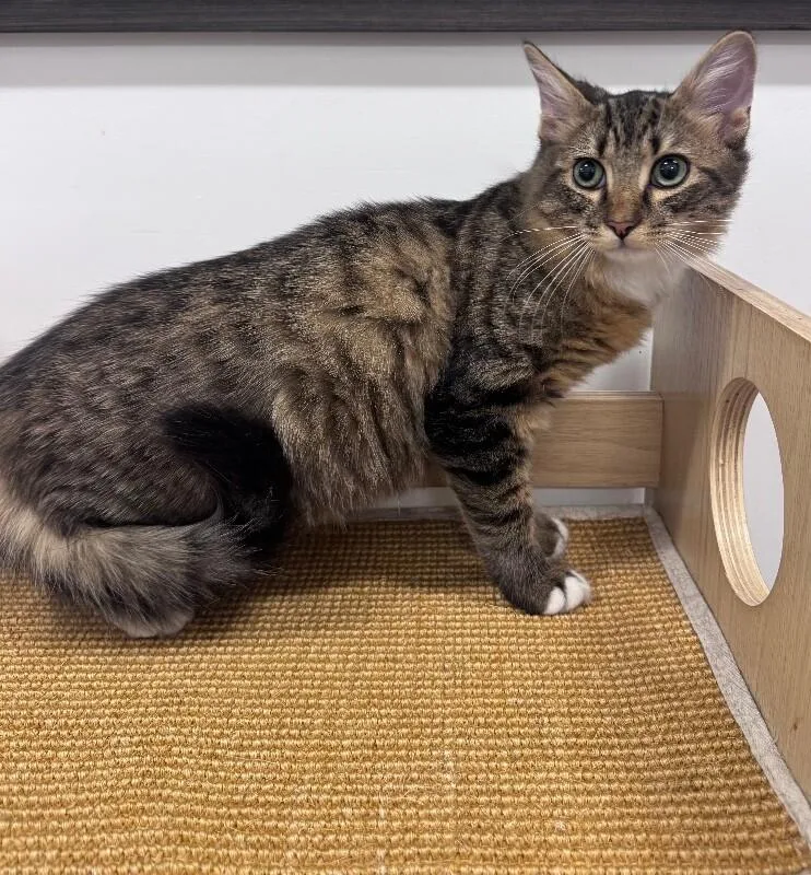 A young medium-sized male Tabby (Brown / Chocolate) Domestic Long Hair cat named Clark for adoption in North Babylon, NY