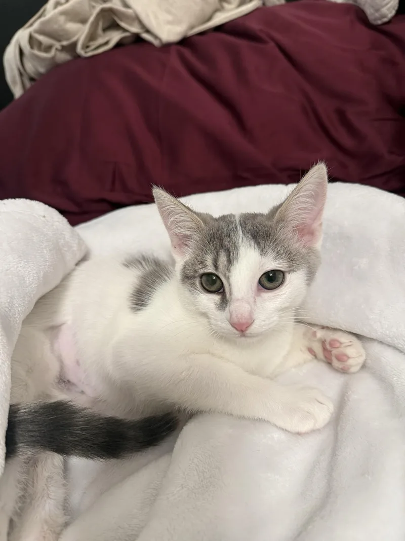 A baby small-sized female Domestic Short Hair cat named Diva for adoption in South Pasadena, CA